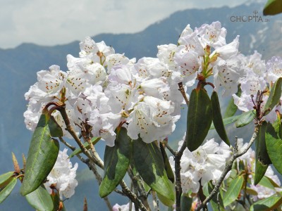 White Rhododendron Flower in Chopta Region