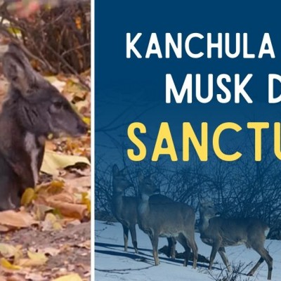 Kanchula Korak Musk Deer  Sanctuary