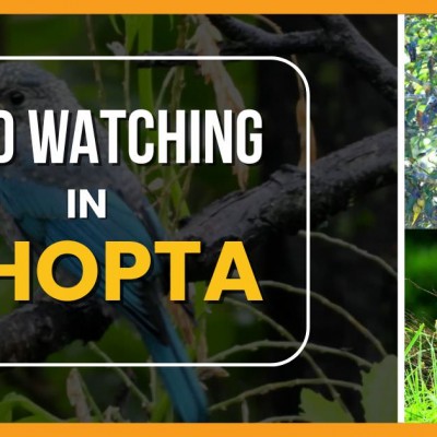 Bird Watching in Chopta