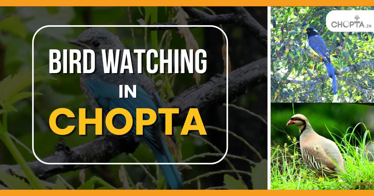 Bird Watching in Chopta